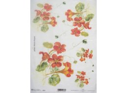 PAPIER RYŻOWY Z NADRUKIEM NASTURCJE A4 NR R914